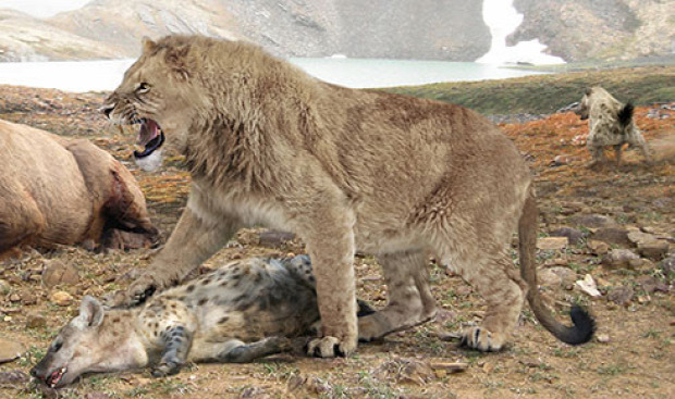 barlangi oroszlán lelet csont Szibéria