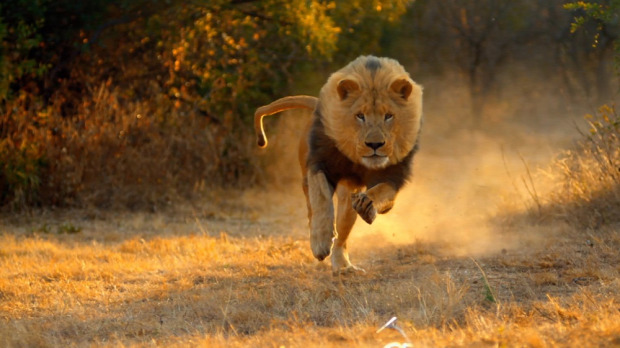 oroszlán Kruger nemzeti park szökés