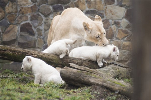 fehér oroszlán kölyök Nyíregyházi állatpark