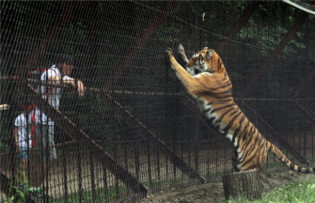 Miskolc állatkert szibériai tigris