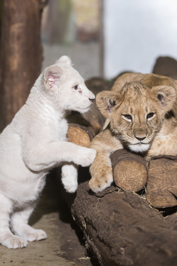 oroszlán kölyök fehér nyíregyháza állatkert