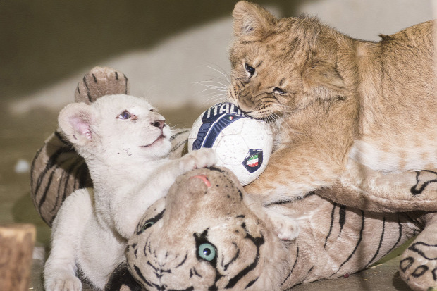 oroszlán kölyök fehér nyíregyháza állatkert