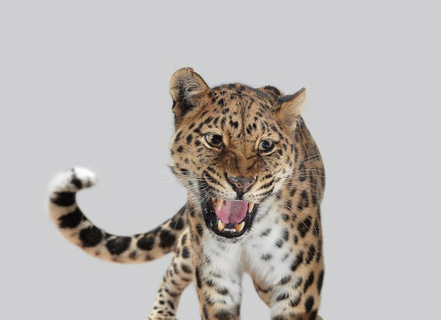 nagymacska leopárd amuri