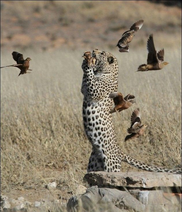 leopárd madár vadászat