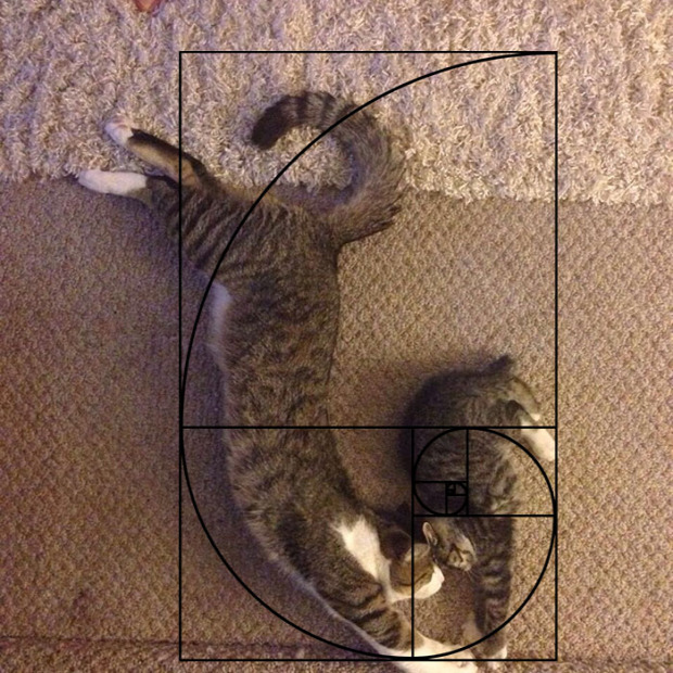 fibonacci csigavonal