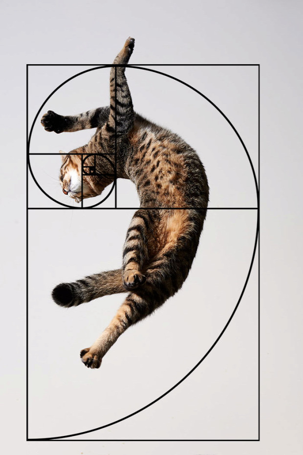 fibonacci csigavonal