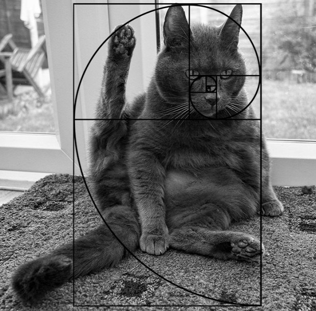 fibonacci csigavonal