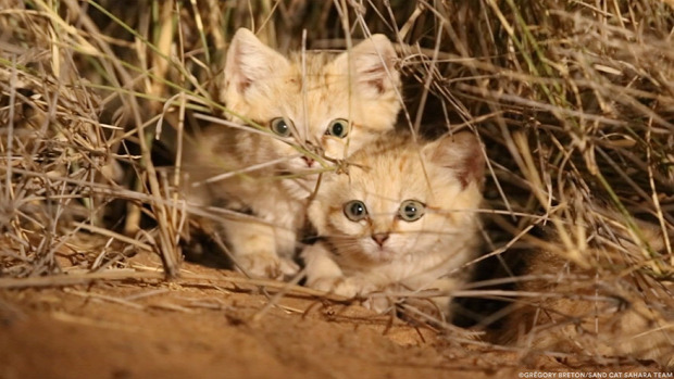 homoki macska szahara sivatag kölyök