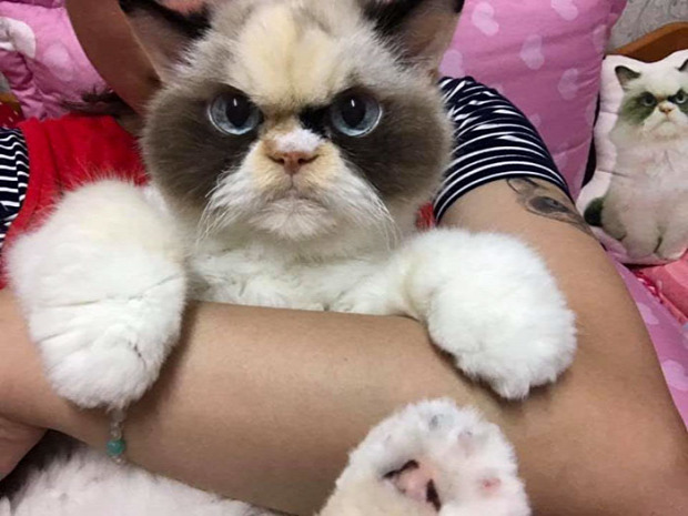 dühös grumpy cat meow-meow