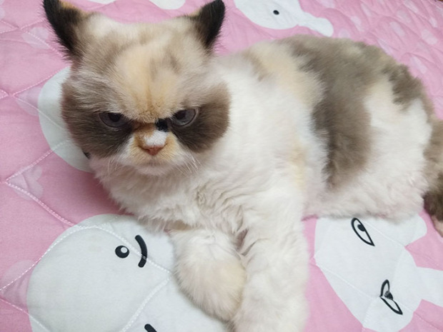 dühös  grumpy cat meow-meow