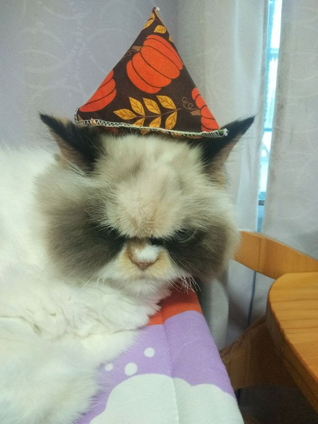 dühös  grumpy cat meow-meow