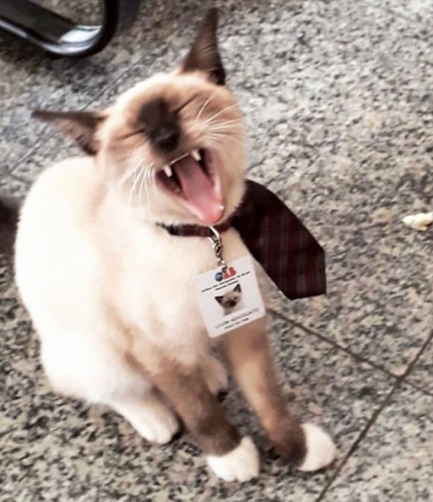 macska kóbor brazil ügyvéd