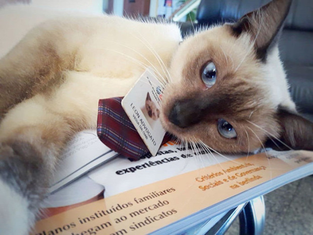 macska kóbor brazil ügyvéd