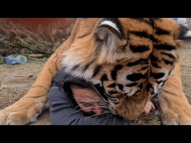 tigris birkózás