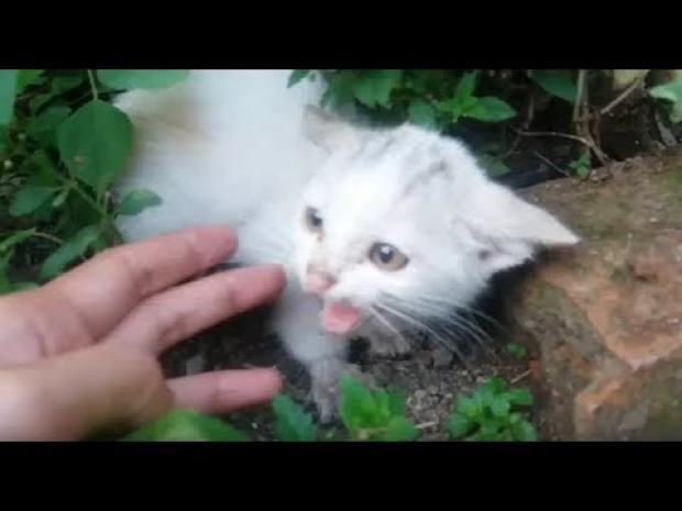 mentés cica bokor fehér