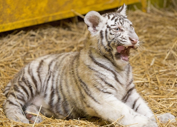 Győr állatkert fehér tigris kölyök