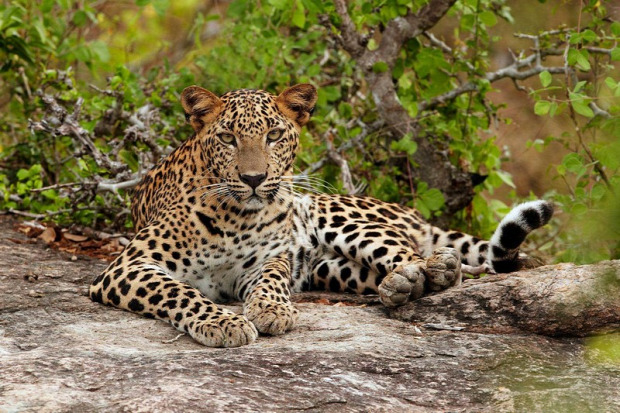 India  jaguár