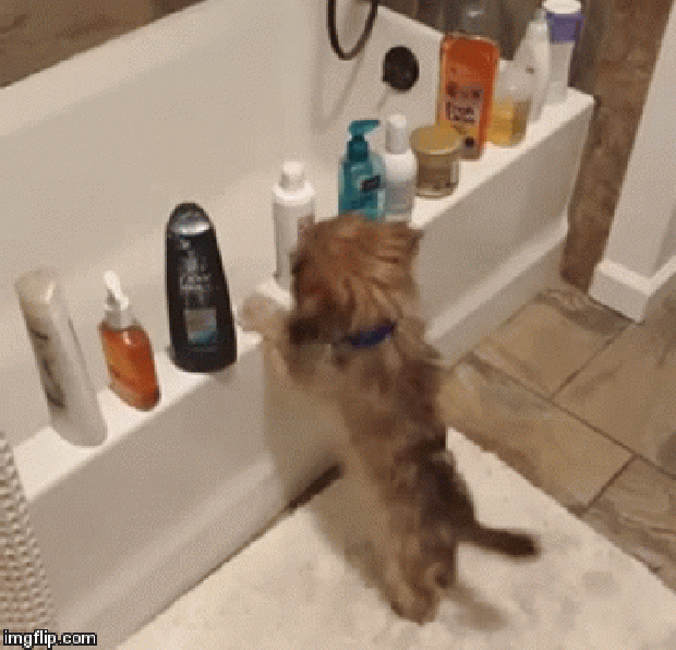 kutya fürdő pipere