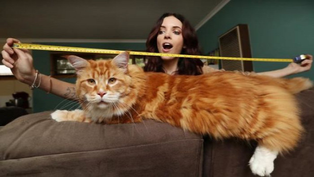 Omar leghosszabb macska ausztrál