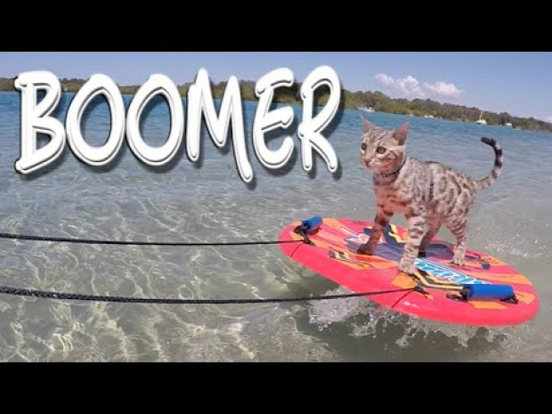 szörf macska vontatott Boomer