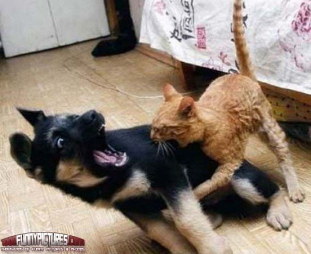 kutya verekedés harc