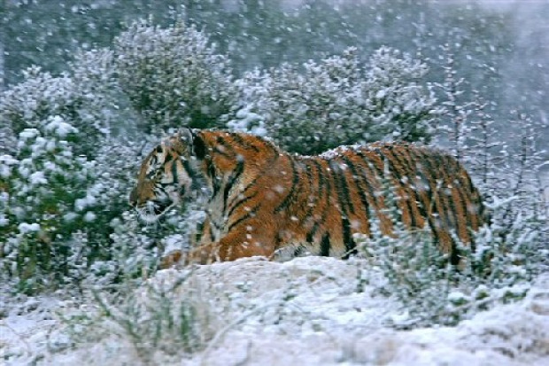 tigris dél-kínai eltűnt kihalt
