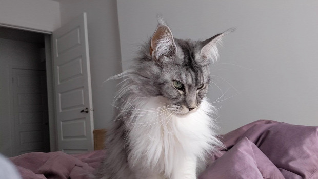ébredés main coon