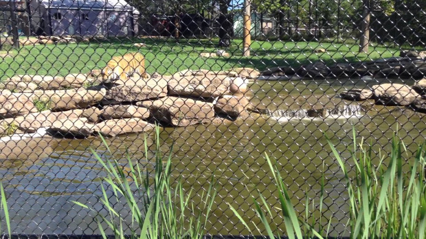 kacsa tigris