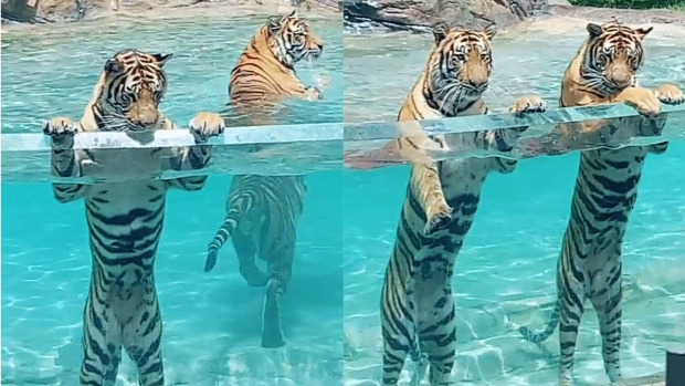 tigris víz fürdés