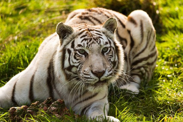 Nanrnia tigris fehér bengáli
