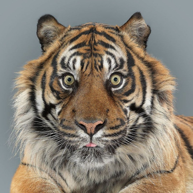 tigris szumátrai