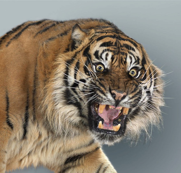 tigris szumátrai