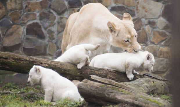 Nyíregyházi Állatpark fehér oroszlán kölyök
