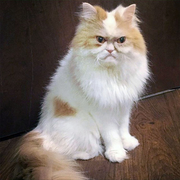 Grumpy cat Louis új