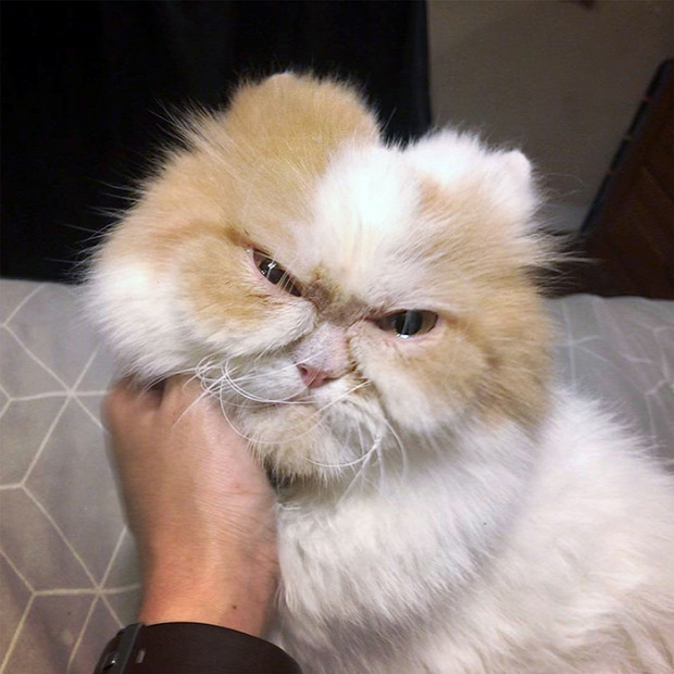 Grumpy cat Louis új