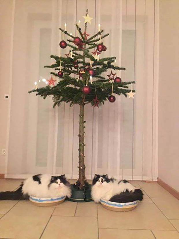 karácsony karácsonyfa