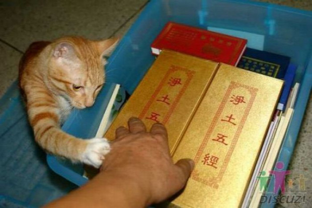 olvas könyv kínai