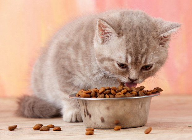 macska okos kutya teszt vizsgálat evés