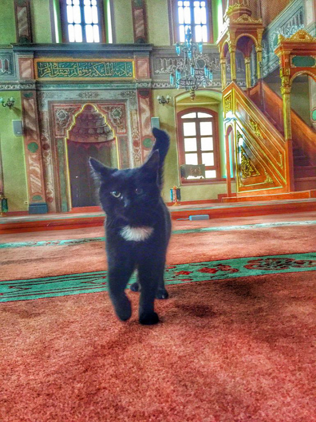 Isztambul törökország mecset imám macska tél