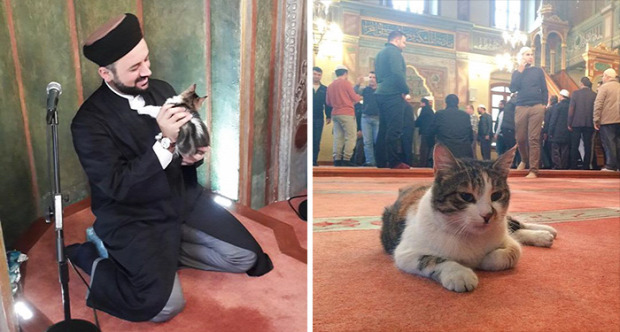 Isztambul törökország mecset imám macska tél
