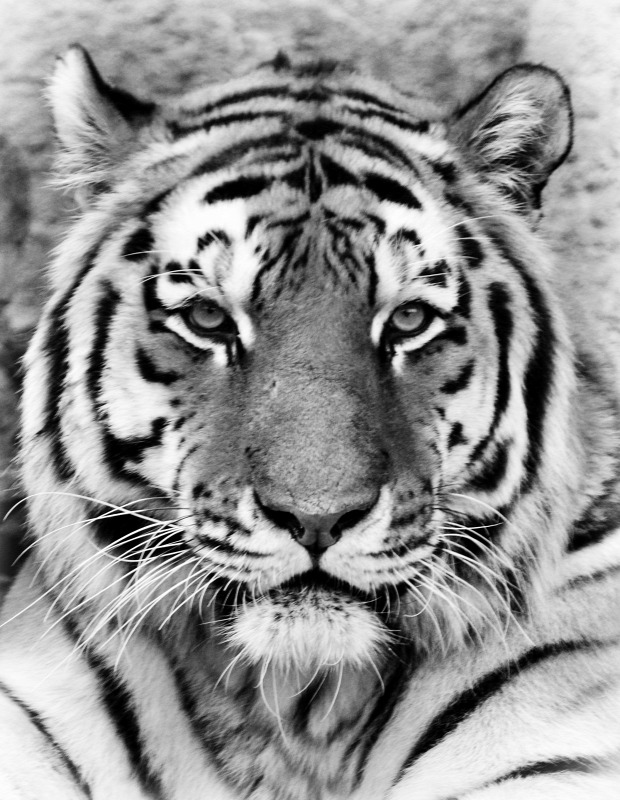 Norbi tigris Szibéria szibériai Fővárosi állatkert