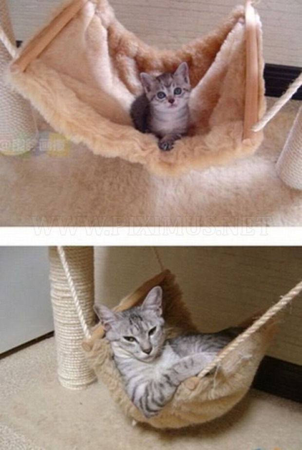 cica macska felnő megnő