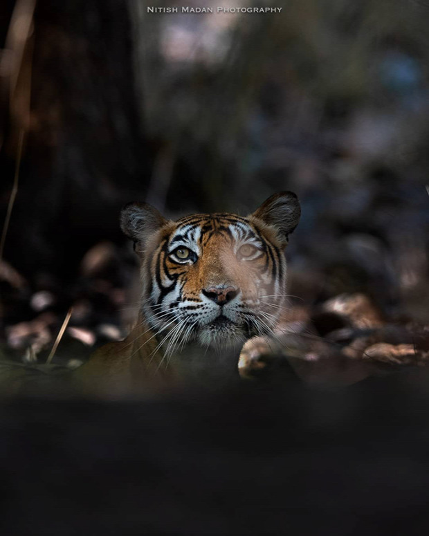 tigris india