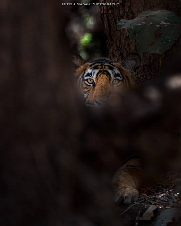 tigris india