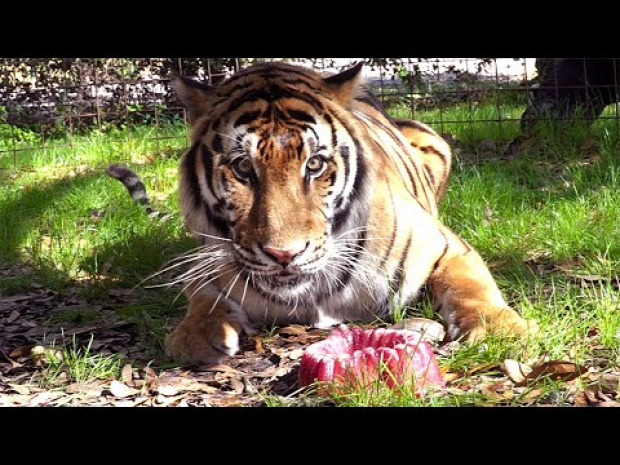 tigris valentin-nap hús torta