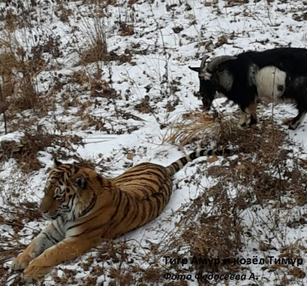 Tímur Amur szibéria tigris kecske barátság