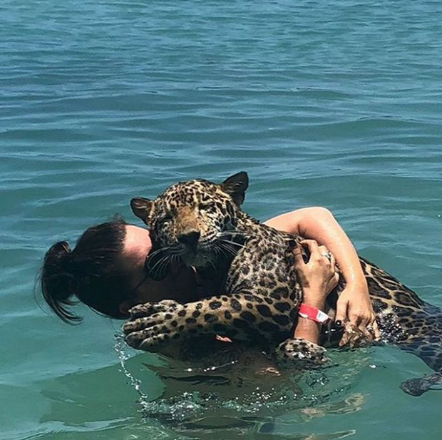 jaguár fürdés
