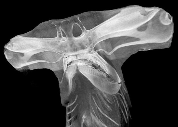 röntgen sugár állat ember festmény szobor