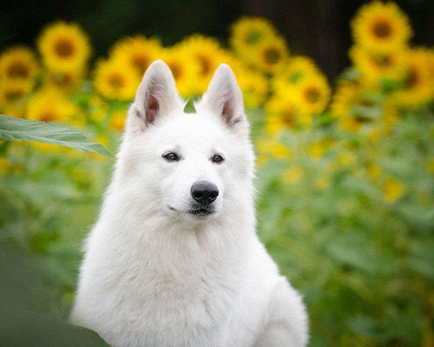 kutya juhász svájci fehér