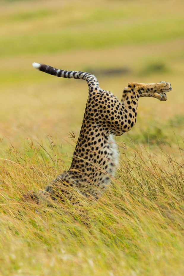 A világ érdekes vidám állat fotó verseny díj  Comedy Wildlife Photography Awards